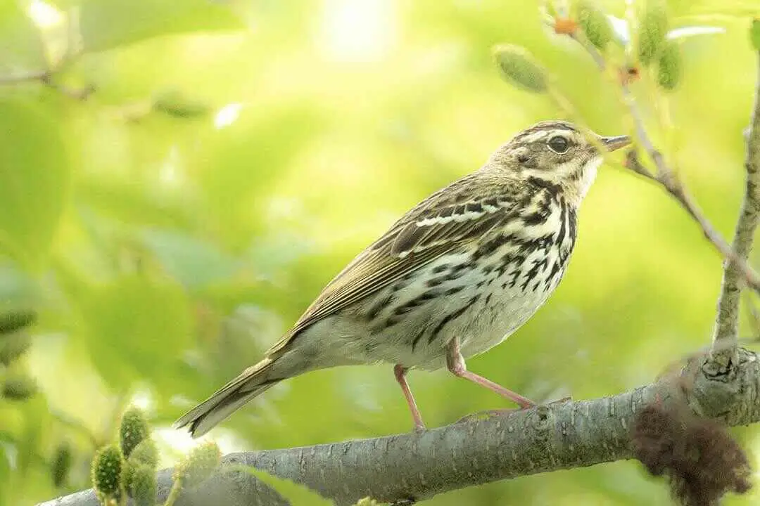 Striped Pipit